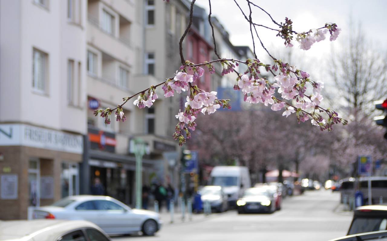 Die Rüttenscheider Straße von Essen mit Autos und einem Kirschblüten-Zweig im Vordergrund.