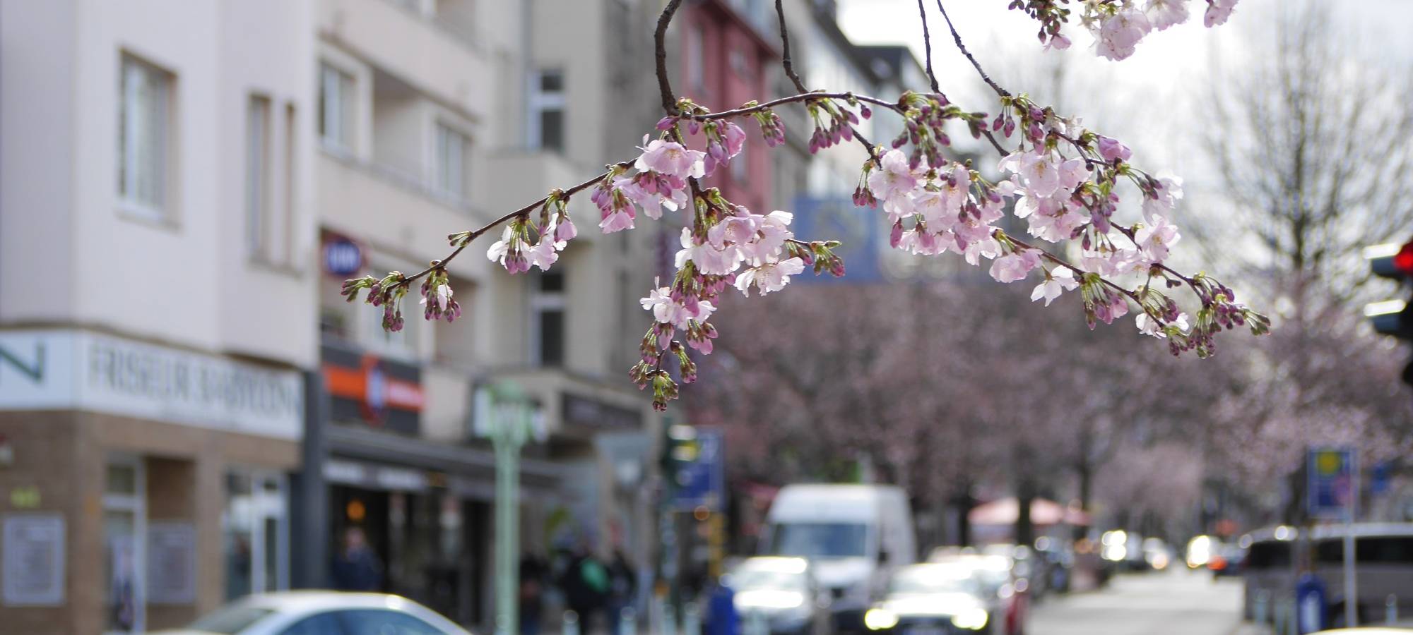 Die Rüttenscheider Straße von Essen mit Autos und einem Kirschblüten-Zweig im Vordergrund.