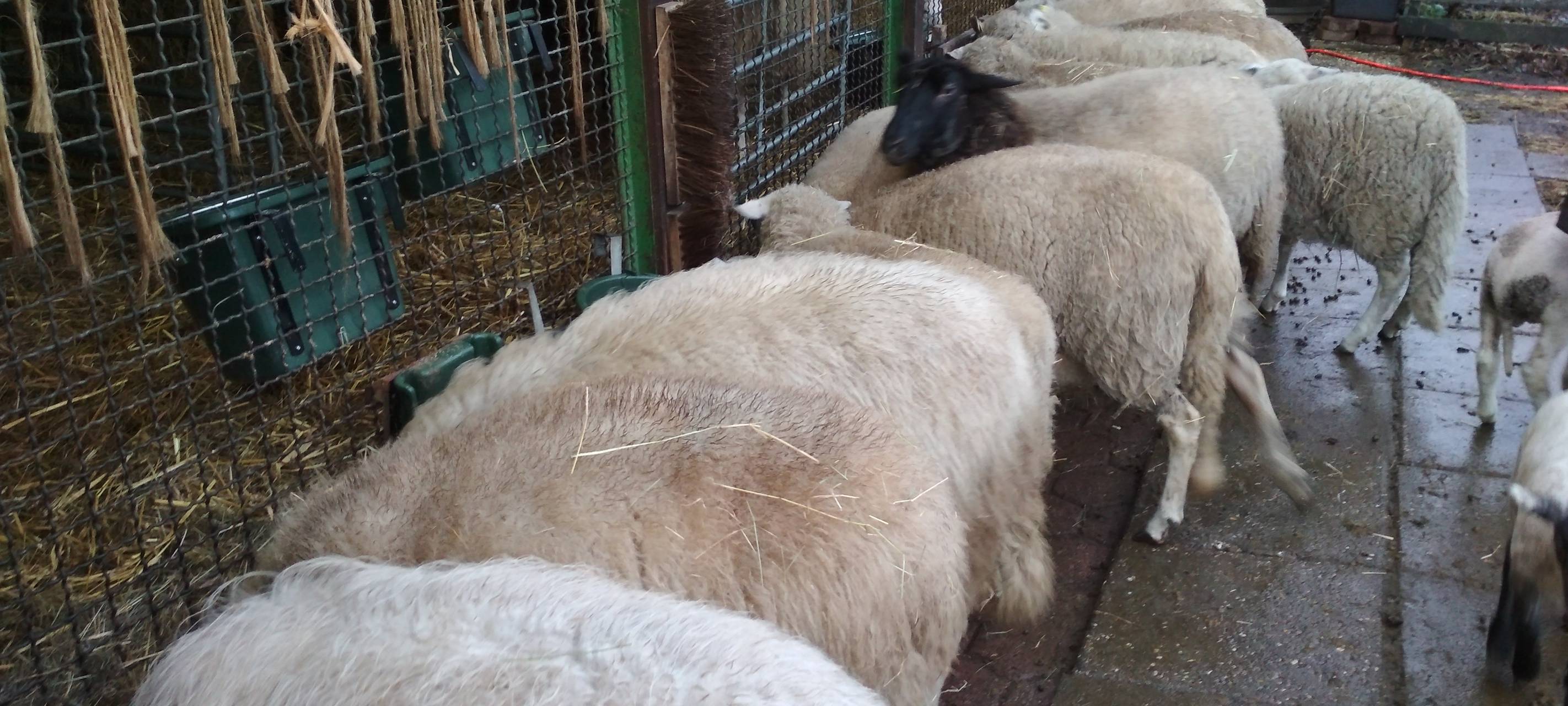 Eine Schafherde steht in einer Reihe und frisst.