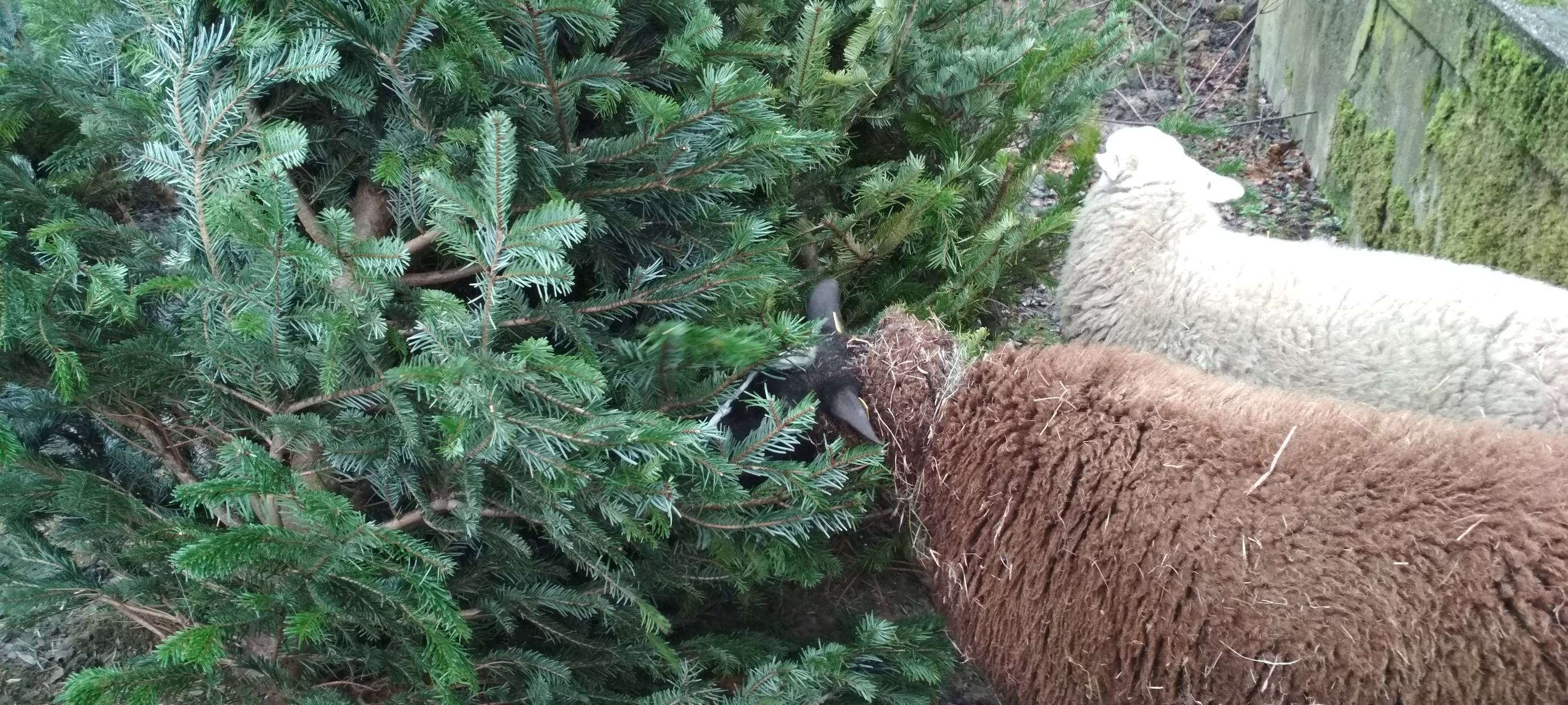 Ein braunes und weißes Schaf knabbern an einer Tanne.
