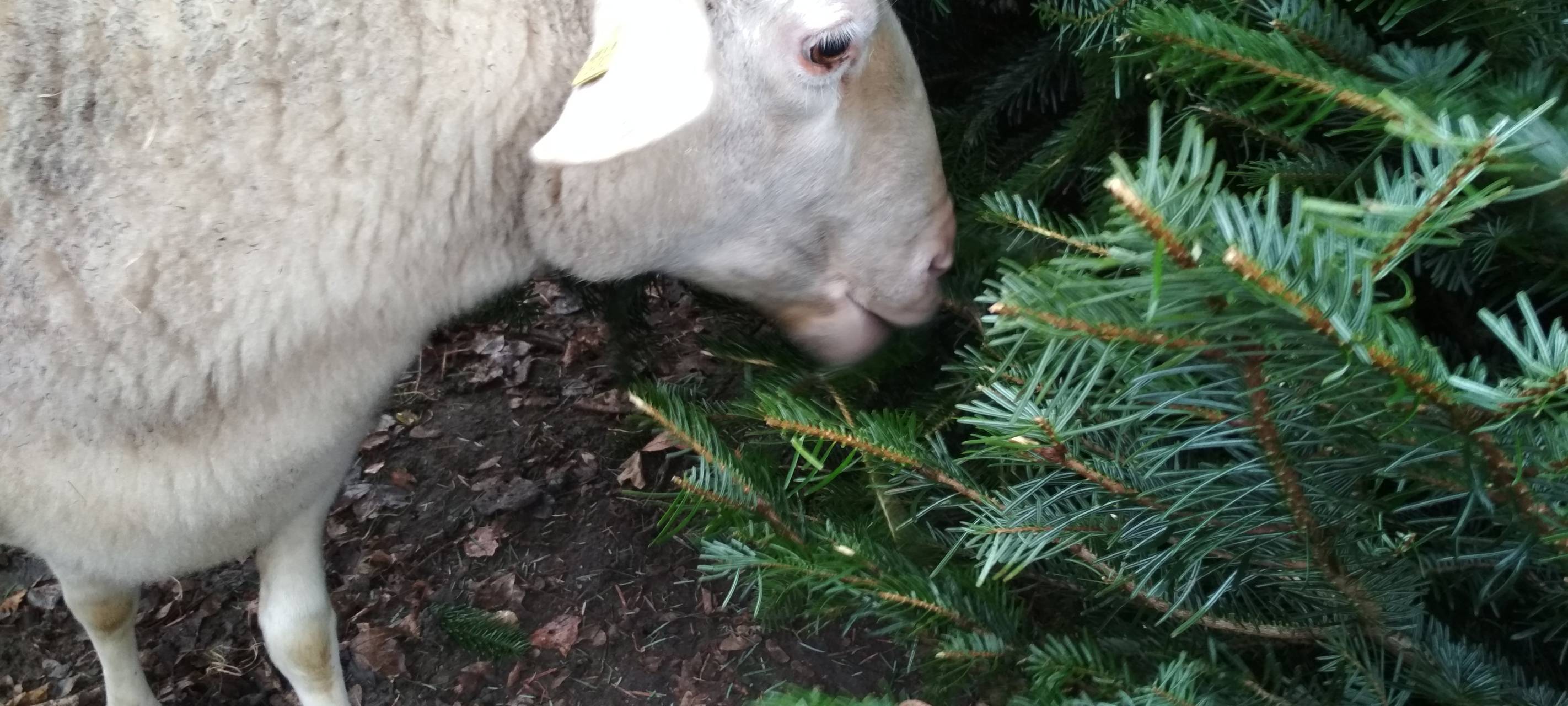 Ein weißes Schaf knabbert an einer Tanne.
