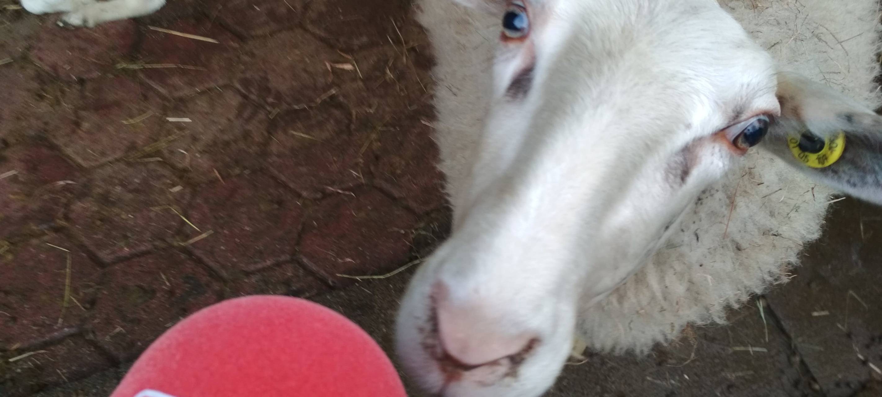 Ein weißes Schaf schnuppert am roten Radio Essen-Mikro.