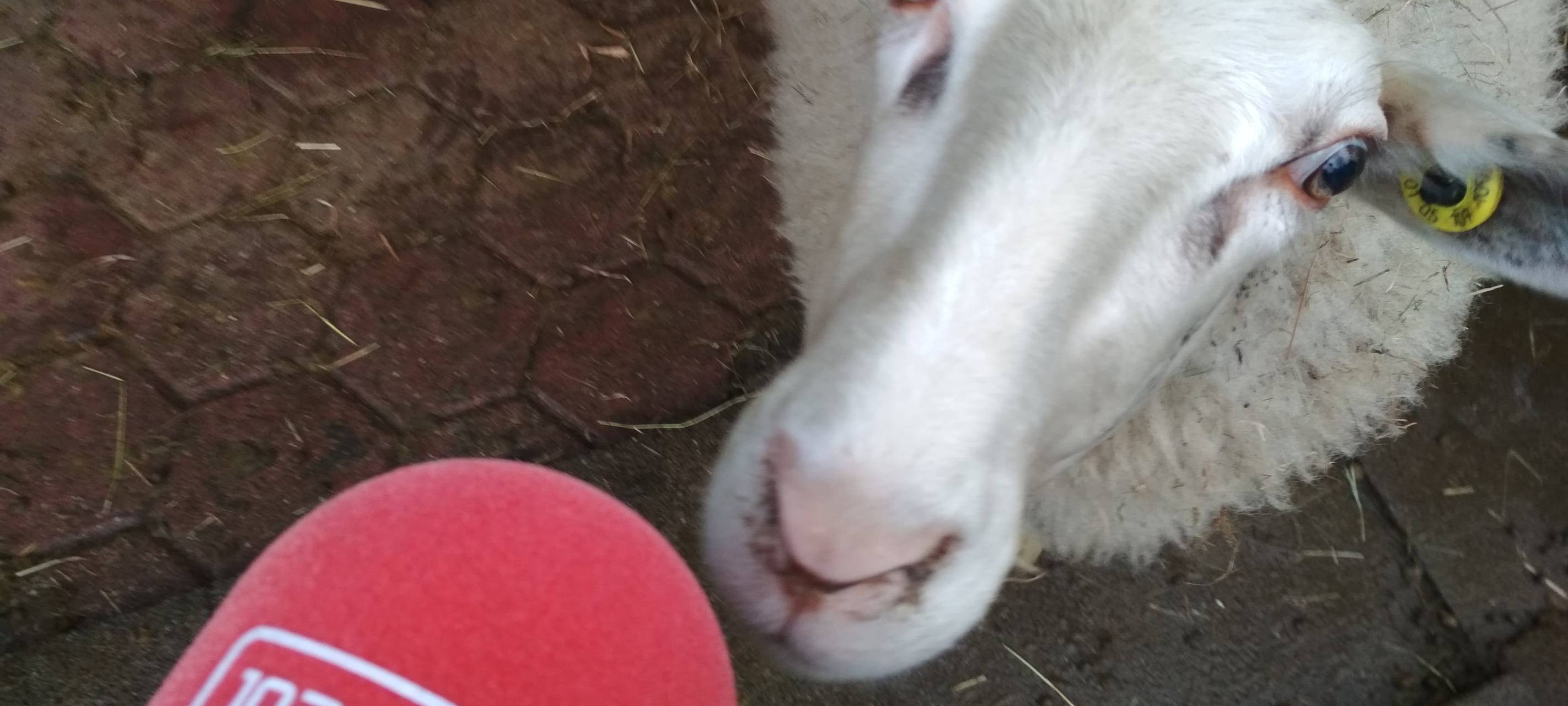 Ein weißes Schaf schnuppert am roten Radio Essen-Mikro.