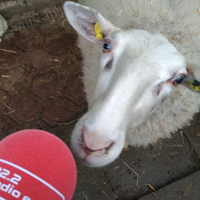 Ein weißes Schaf schnuppert am roten Radio Essen-Mikro.