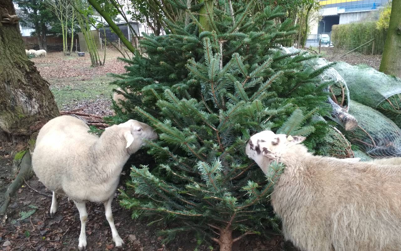 Zwei weiße Schafe knabbern an einer grünen Tanne in Altenessen.