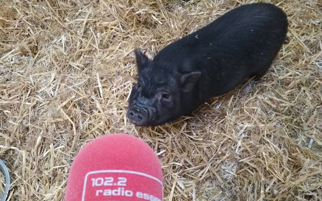 Ein kleines dunkles Hängebauch-Schwein steht auf Stroh und guckt nach oben in die Kamera. Davor sieht man das rote Radio Essen-Mikro.