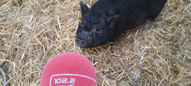 Ein kleines dunkles Hängebauch-Schwein steht auf Stroh und guckt nach oben in die Kamera. Davor sieht man das rote Radio Essen-Mikro.