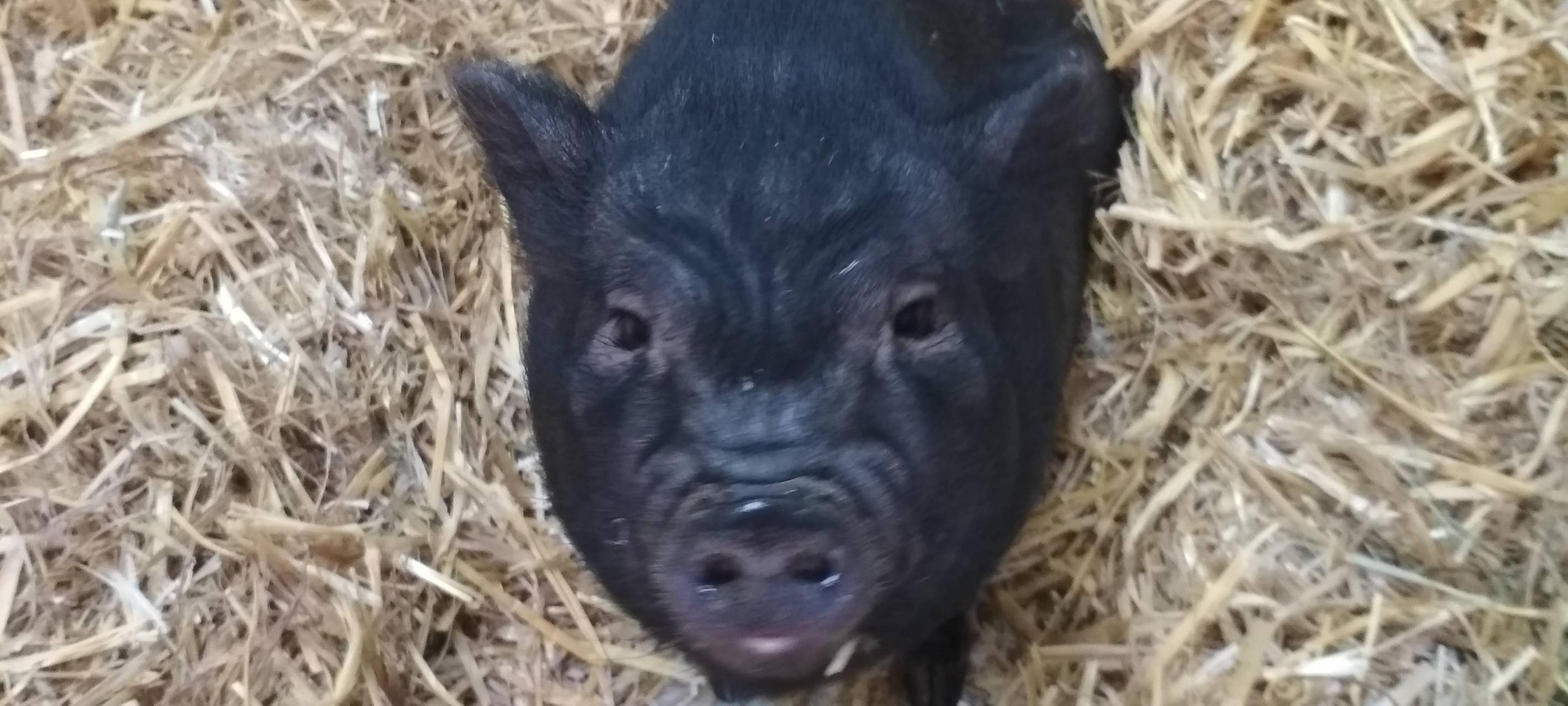 Ein kleines dunkles Hängebauch-Schwein auf Stroh guckt in die Kamera.