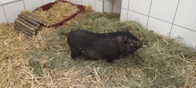 Ein kleines dunkles Hängebauch-Schwein auf Stroh in seinem Stall im Tierheim Essen.