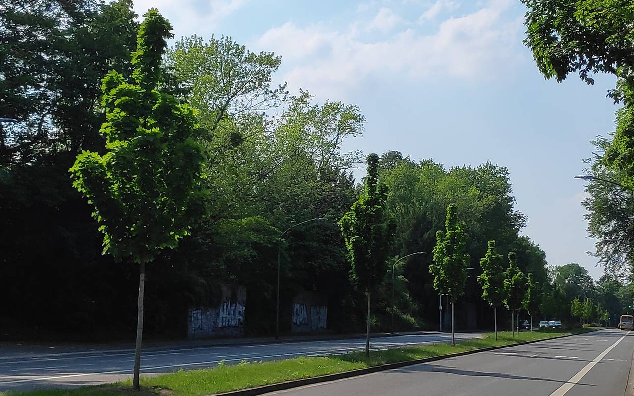 An der Wittenbergstraße in Essen-Stadtwald stehen grüne Bäume, deren Krone in Form einer Faust mit ausgestrecktem Mittelfinger geschnitten sind.