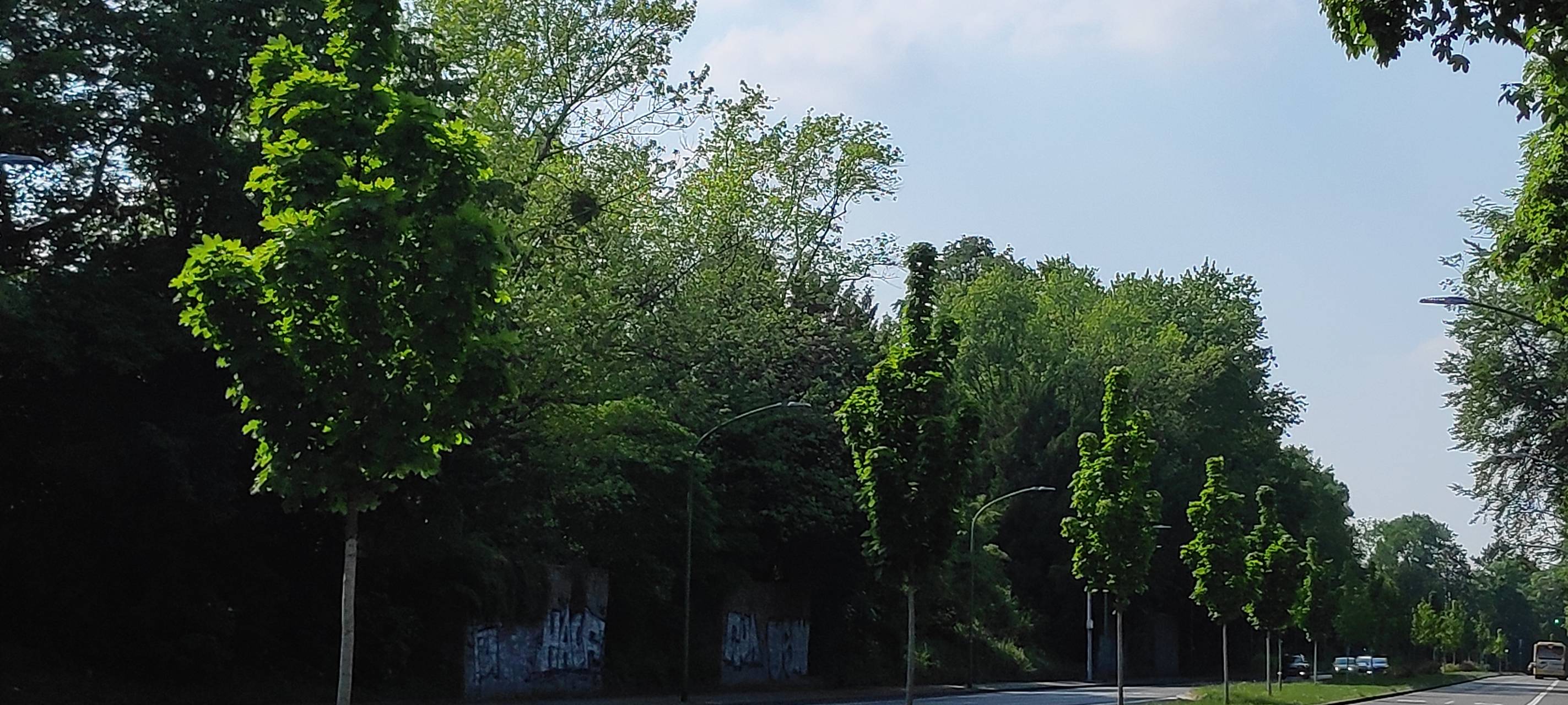 An der Wittenbergstraße in Essen-Stadtwald stehen grüne Bäume, deren Krone in Form einer Faust mit ausgestrecktem Mittelfinger geschnitten sind.