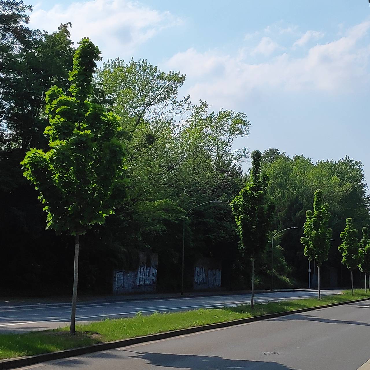 An der Wittenbergstraße in Essen-Stadtwald stehen grüne Bäume, deren Krone in Form einer Faust mit ausgestrecktem Mittelfinger geschnitten sind.