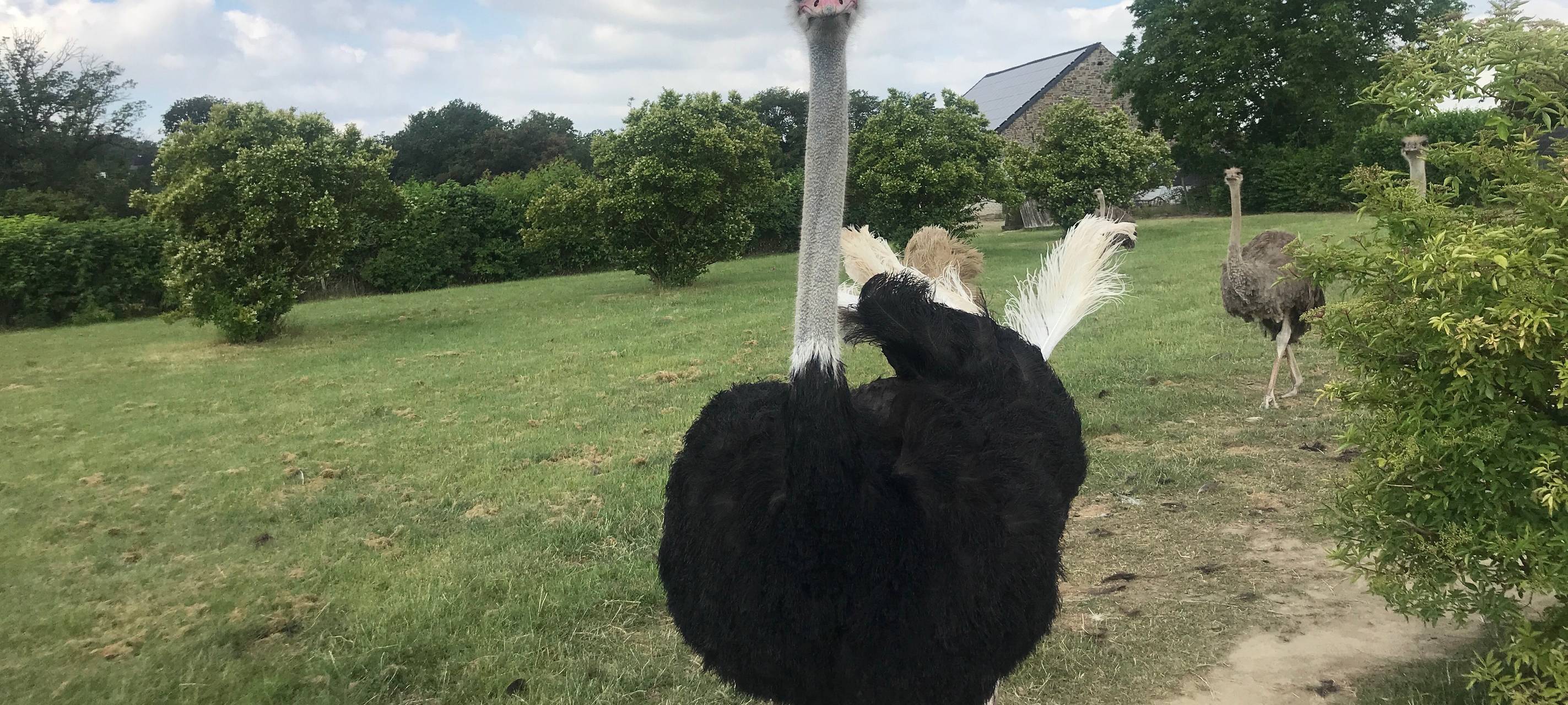 Ein Strauß guckt keck in die Kamera auf einer Wiese auf der Straußenfarm in Essen Schuir.