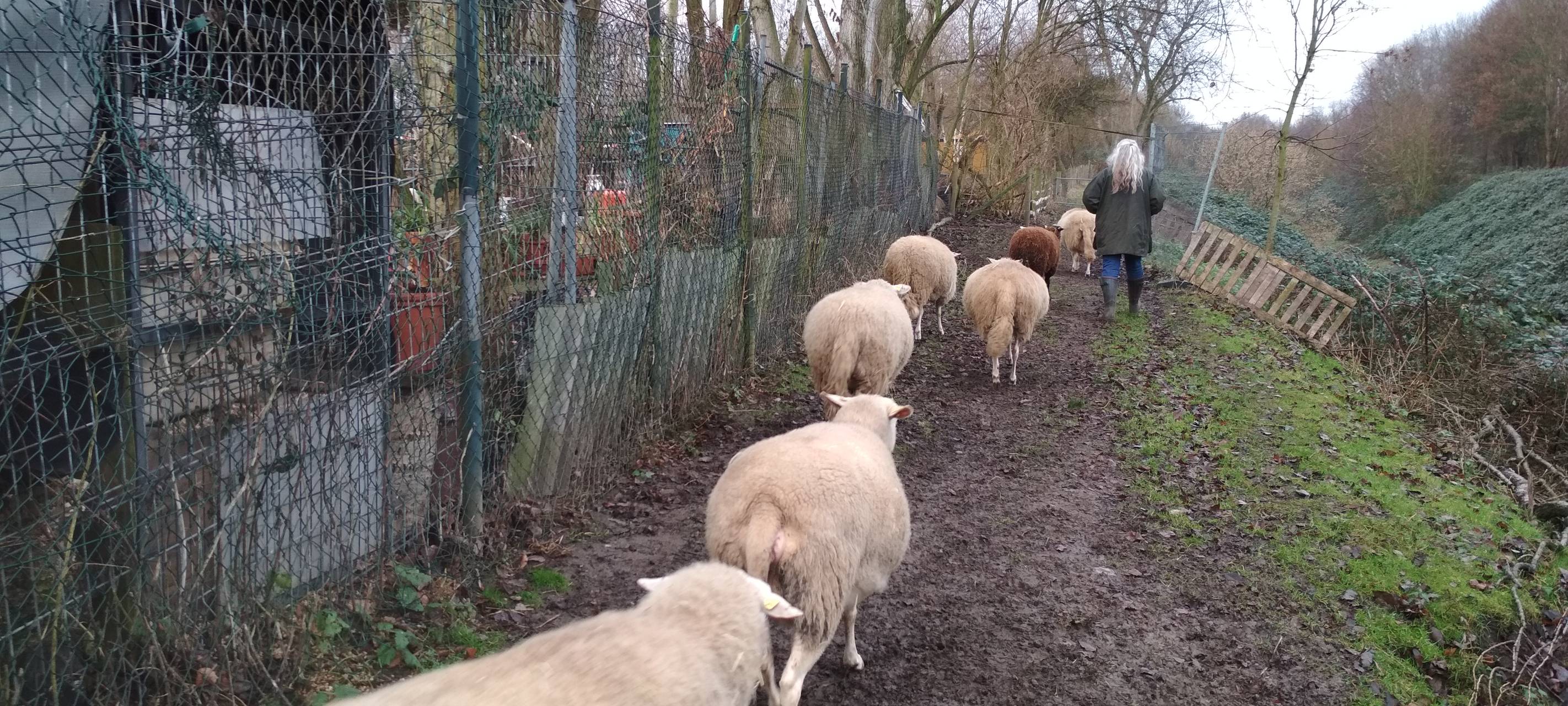 Eine Schafherde bei Altenessen wandert an einem Zaun entlang.