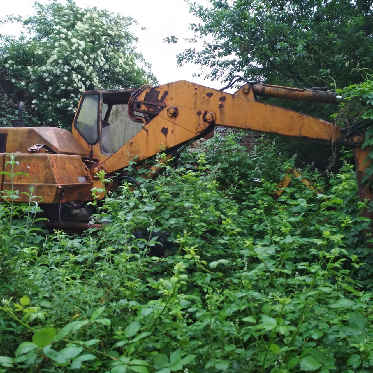 Ein gelber großer Bagger steht mitten in einem Gebüsch, von Efeu umgeben und schon recht verrostet.
