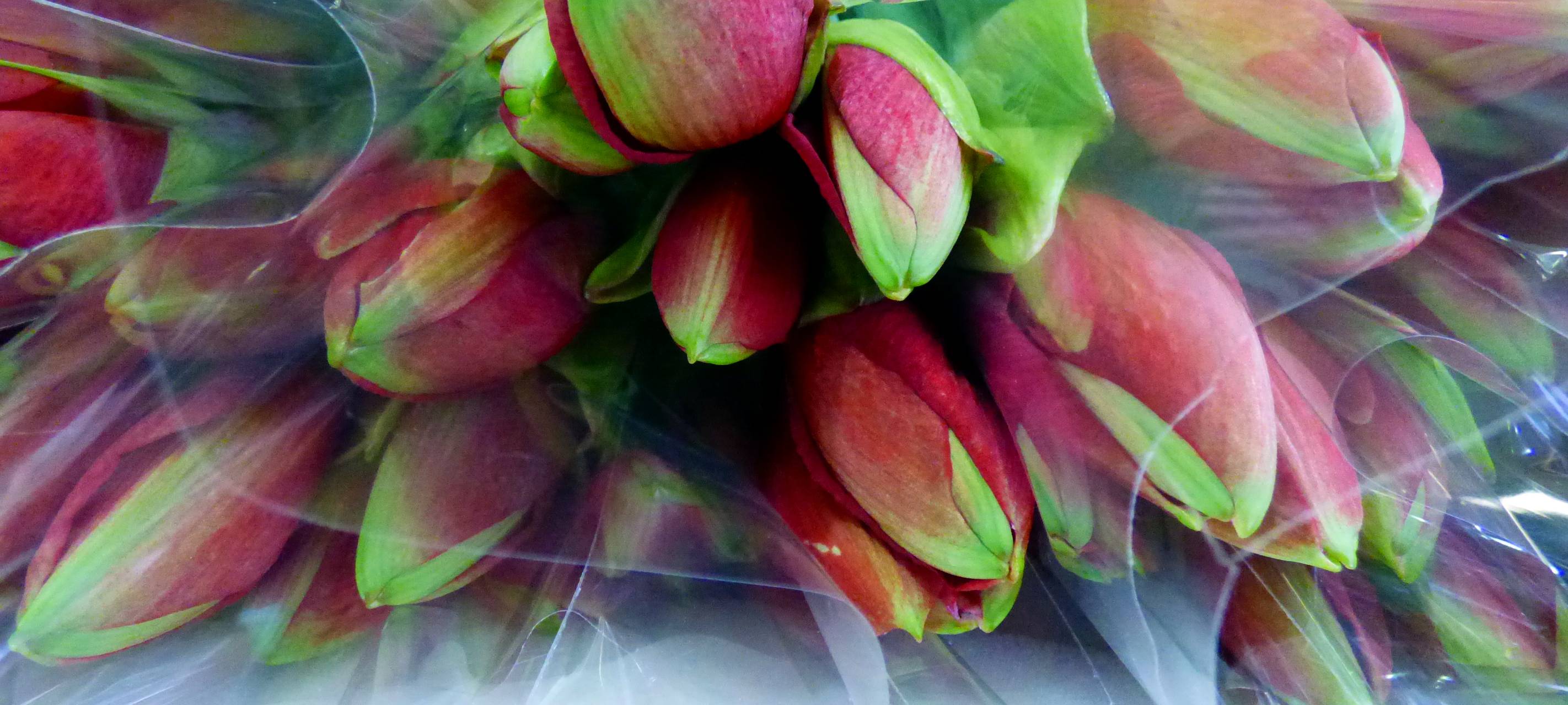 Wochenmarkt in Rüttenscheid