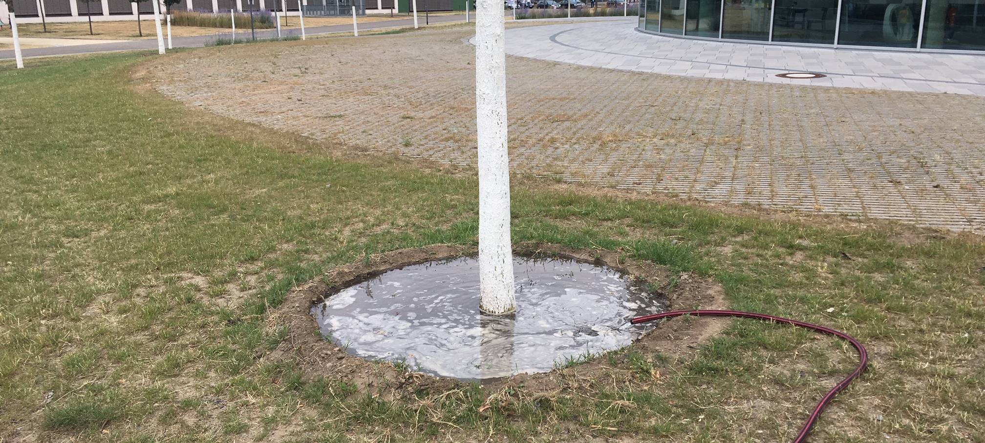 Baum an der Grünen Mitte in Essen