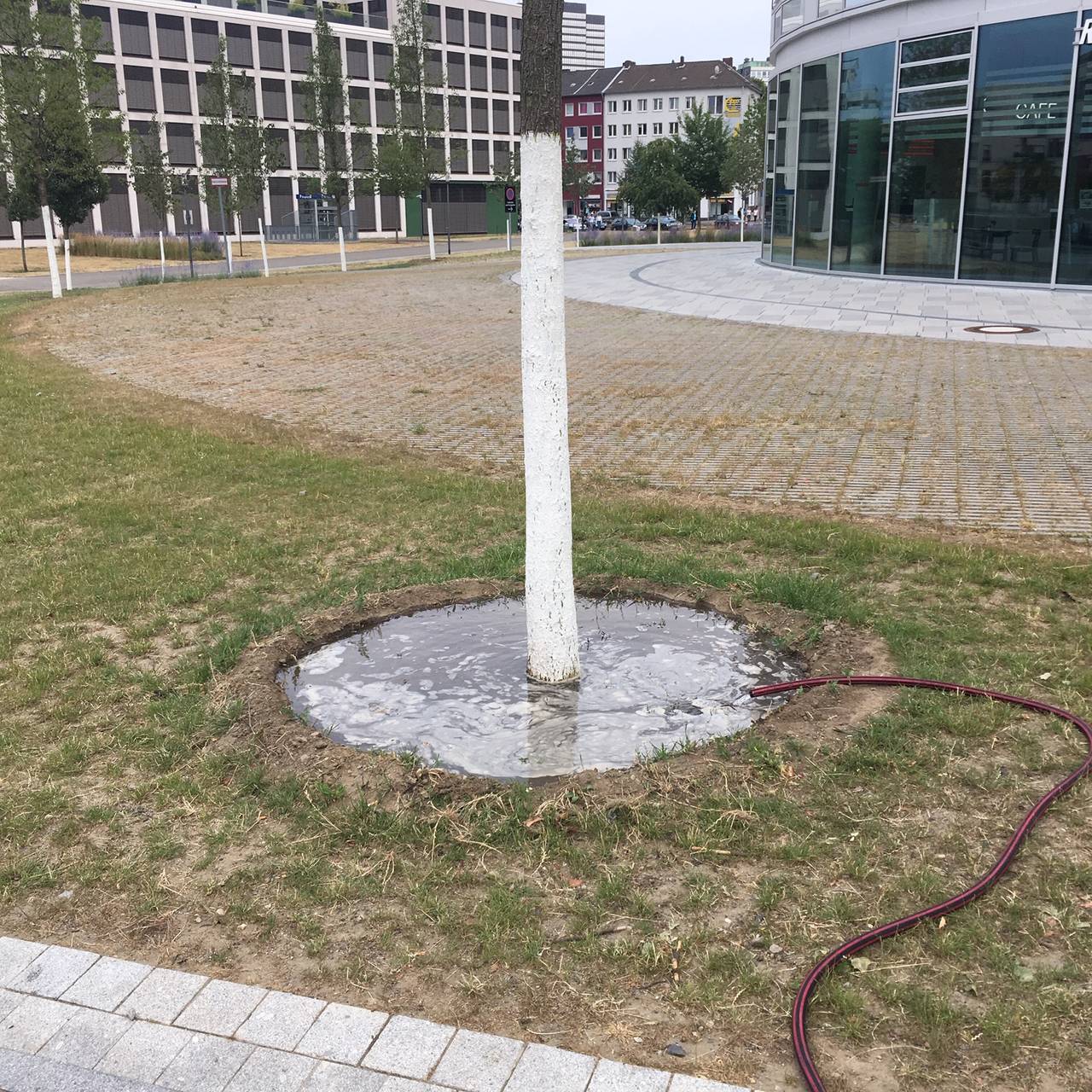 Baum an der Grünen Mitte in Essen