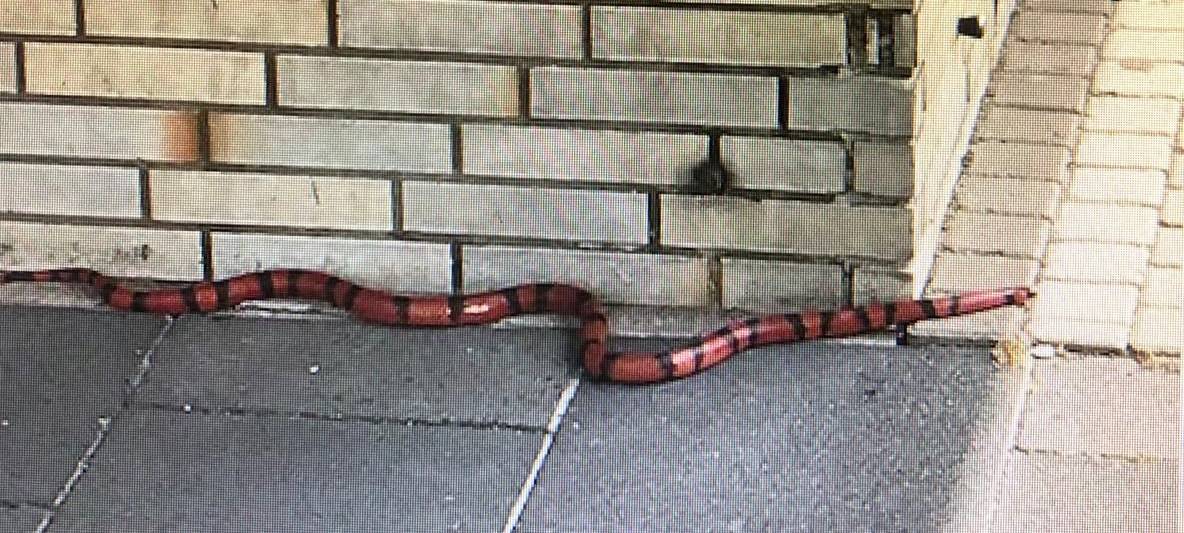 Auf dem Bild kriecht eine rot-schwarze Schlange an einer Hauswand entlang. Die Polizei sucht das Tier und den möglichen Besitzer.