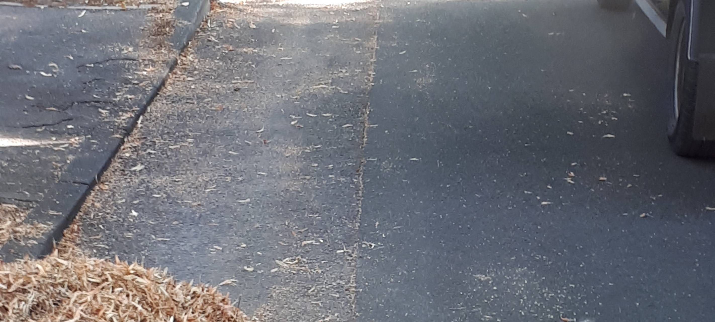 Heiß und trocken: Bäume in Essen leiden