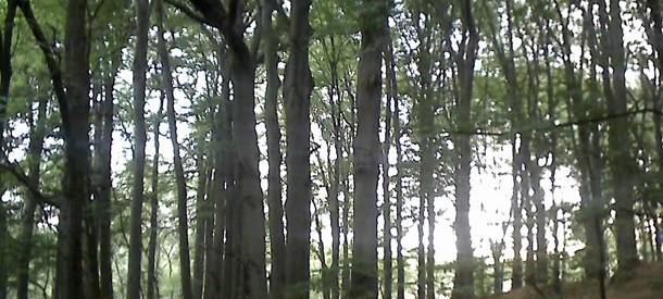 Heiß und trocken: Bäume in Essen leiden