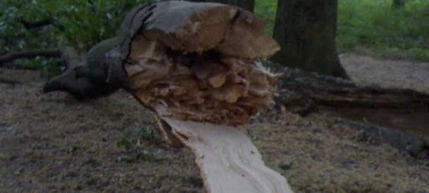 Heiß und trocken: Bäume in Essen leiden