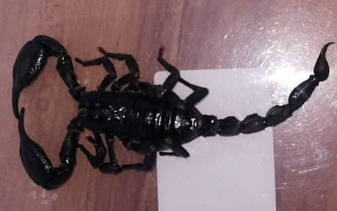 Ein schwarzer Skorpion wurde in Essen-Kray gefunden
