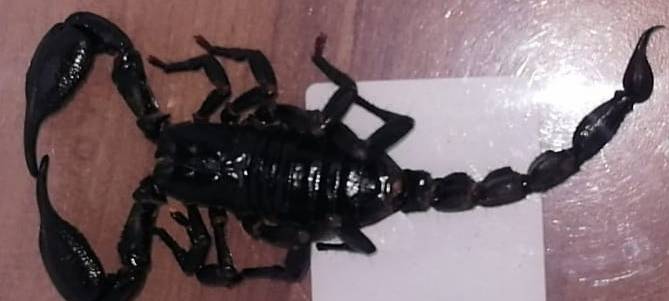 Ein schwarzer Skorpion wurde in Essen-Kray gefunden