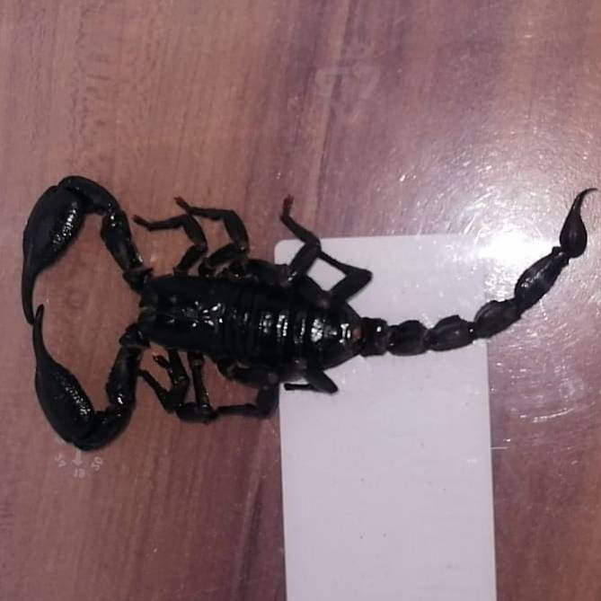 Ein schwarzer Skorpion wurde in Essen-Kray gefunden