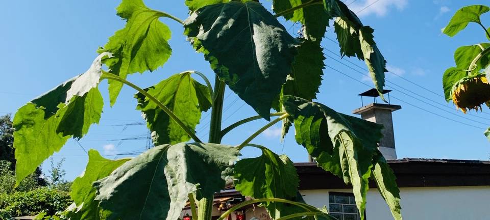 Neue Blumen für Helgas Garten in Altenessen
