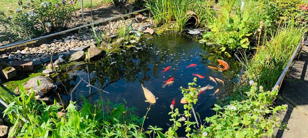 Der Teich von Helga im Kleingarten in Altenessen