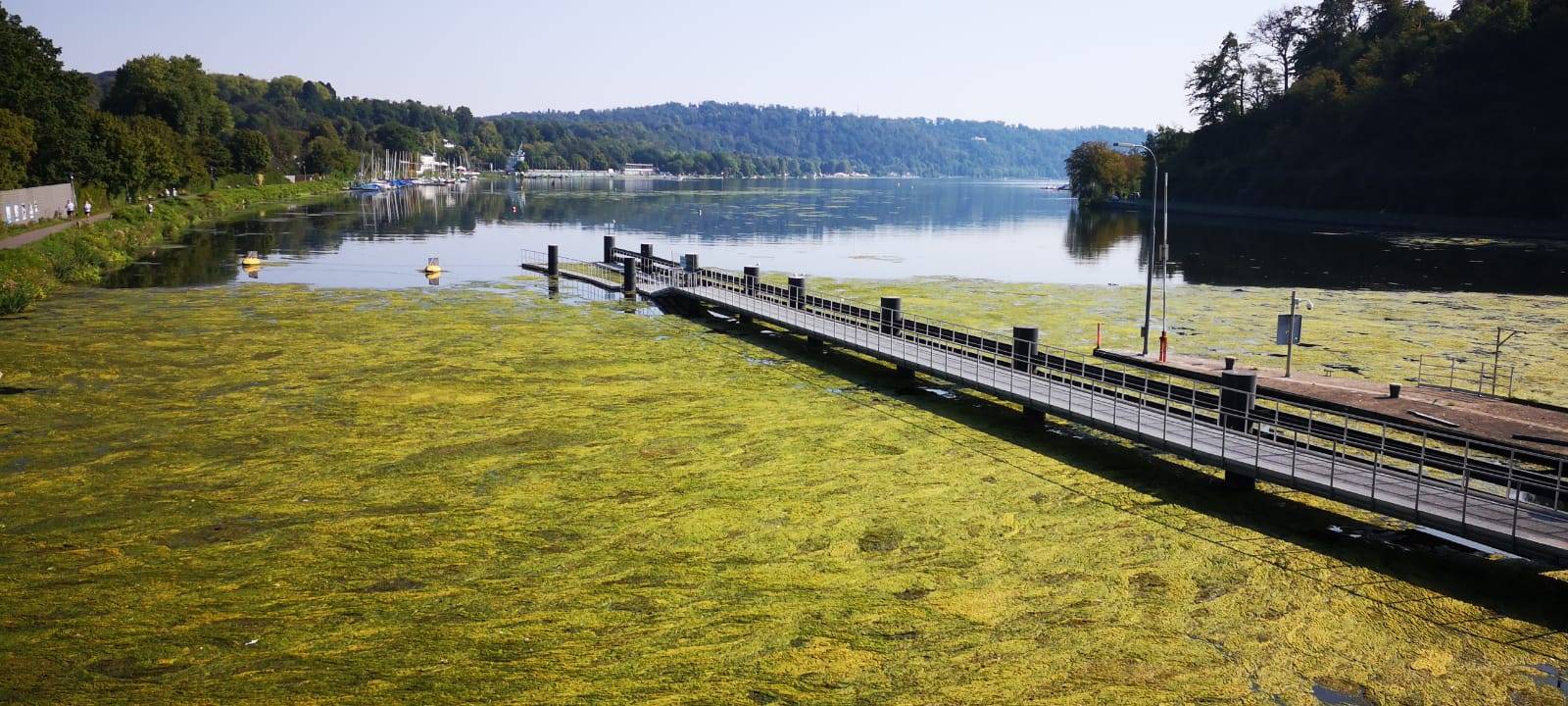 Elodea im Baldeneysee