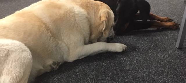 Hunde bei Radio Essen