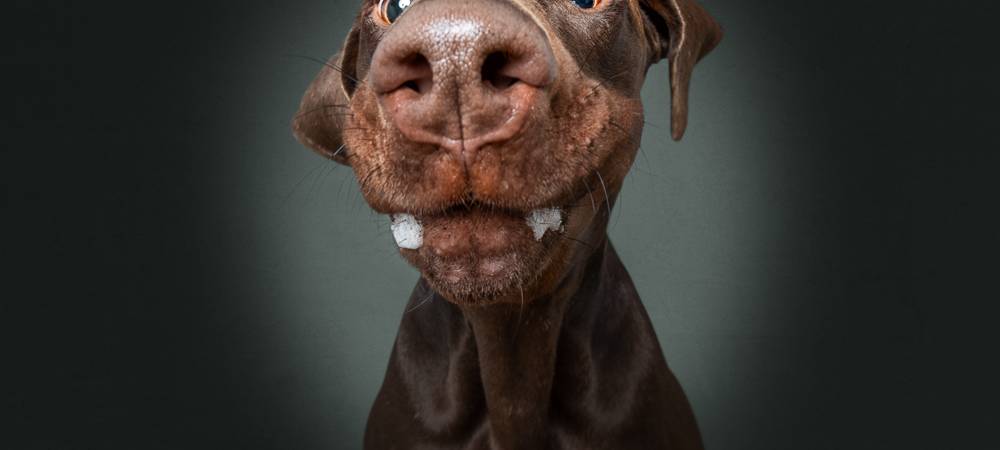 Christian Vieler schießt lustige Hundefotos