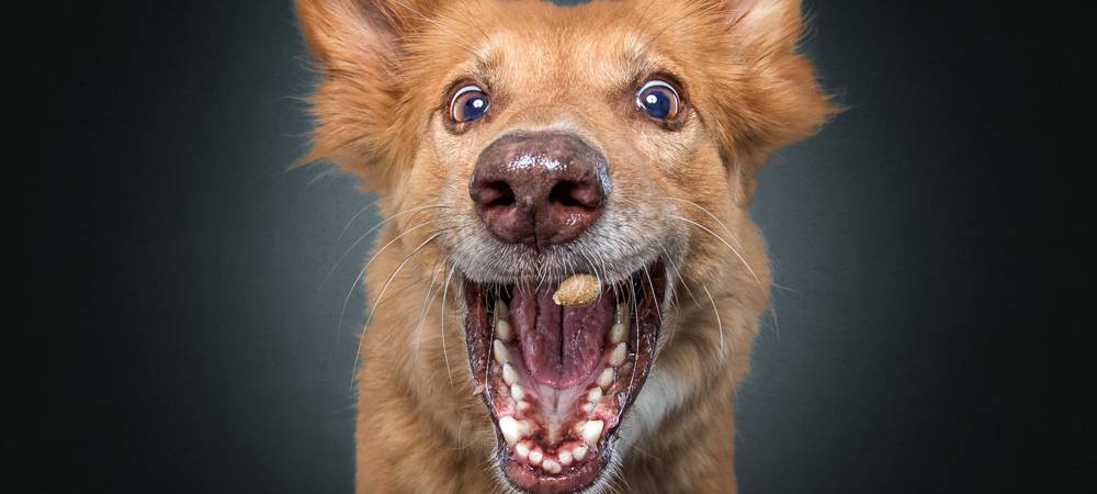 Christian Vieler schießt lustige Hundefotos