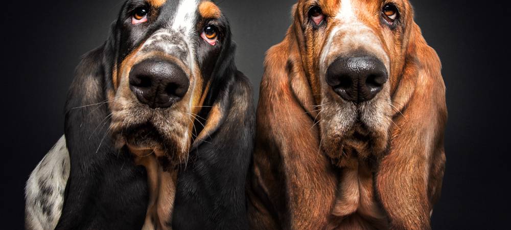 Christian Vieler schießt lustige Hundefotos