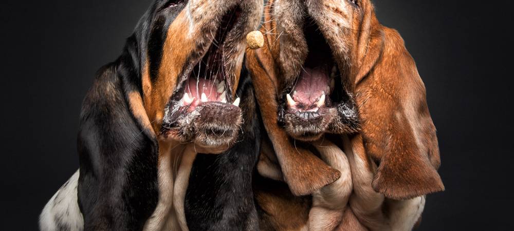 Hunde fangen Leckerchen