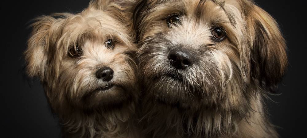 Christian Vieler schießt lustige Hundefotos