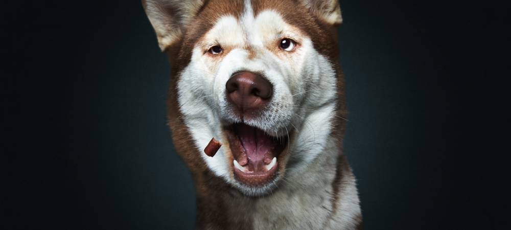 Christian Vieler schießt lustige Hundefotos