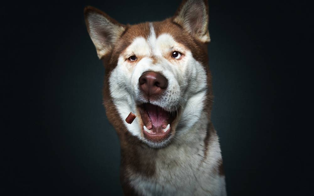 Lustige Tierfotos So Lustig Konnen Hunde Aussehen Radio Essen