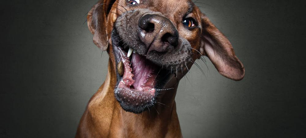 Christian Vieler schießt lustige Hundefotos