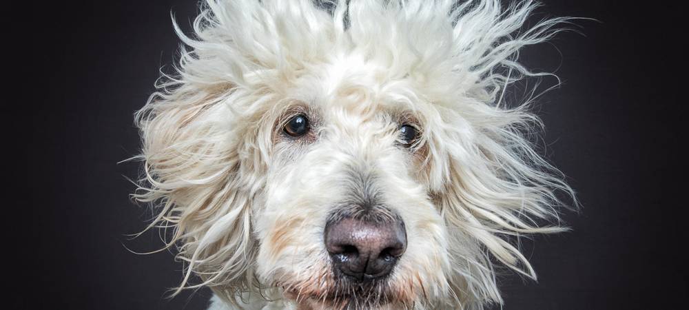 Christian Vieler schießt lustige Hundefotos