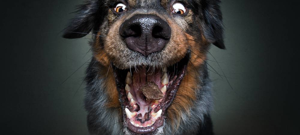 Christian Vieler schießt lustige Hundefotos