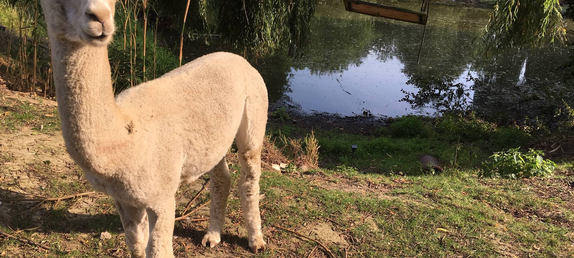 Instagram-Tiere: Tausende folgen Essener Alpakas auf Instagram