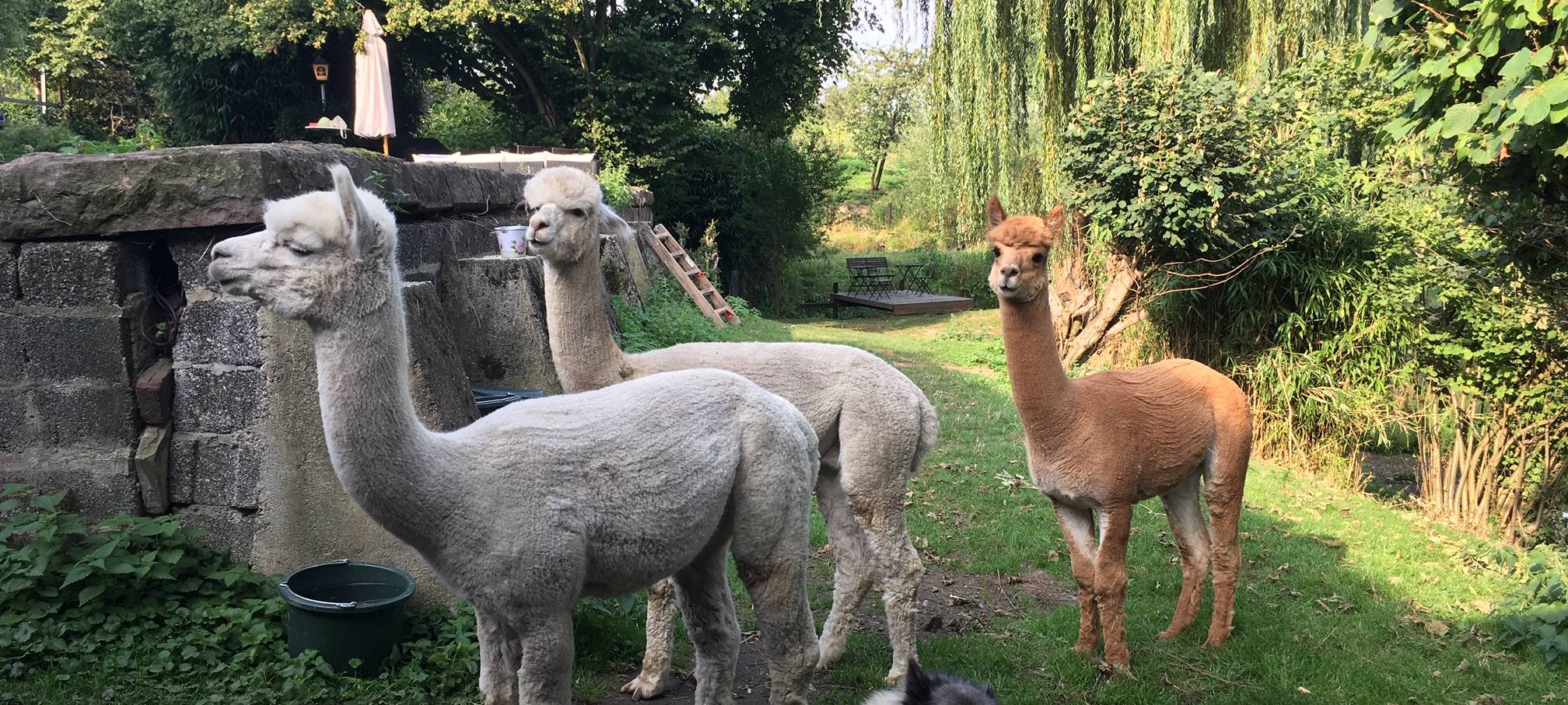 Instagram-Tiere: Tausende folgen Essener Alpakas auf Instagram