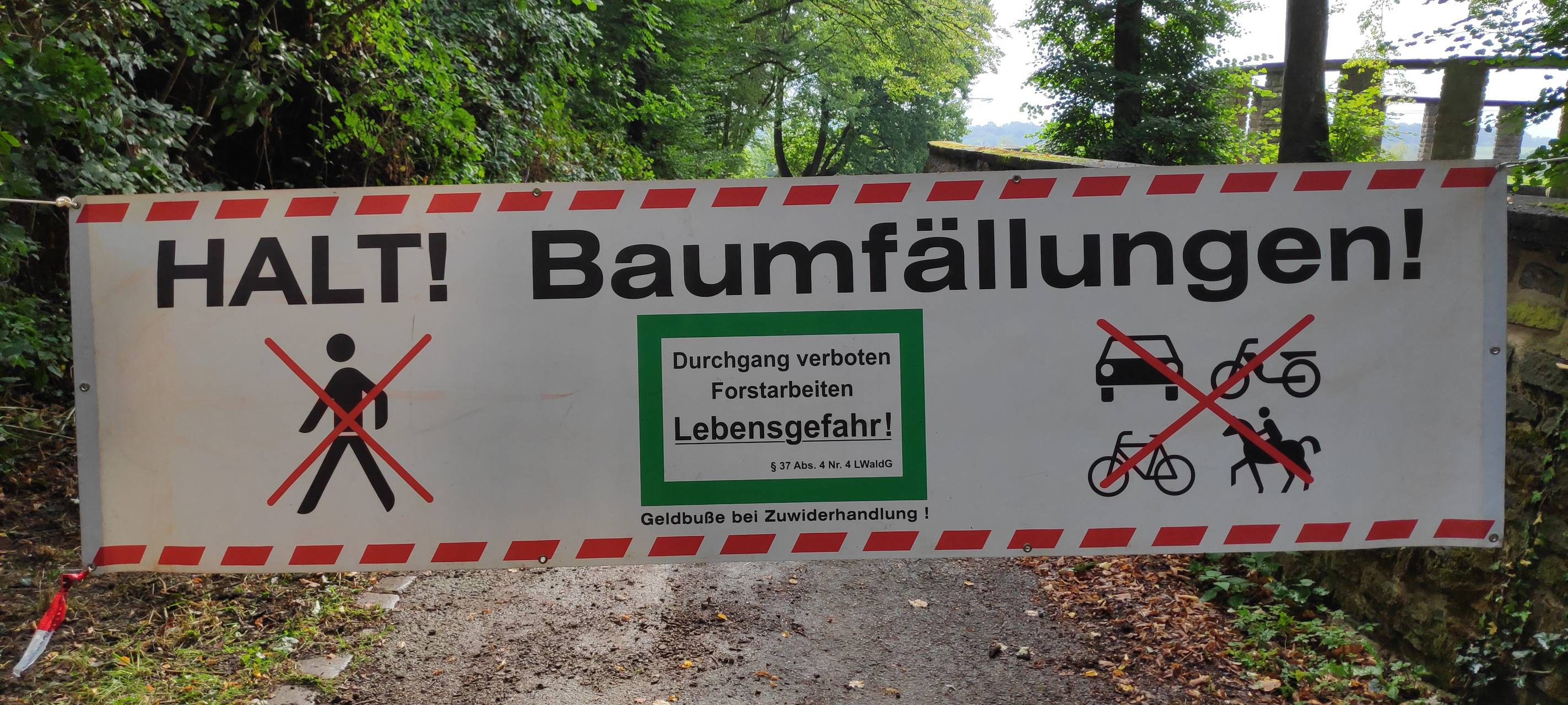 Baustelle in Essen: Beschädigter Baum muss gefällt werden