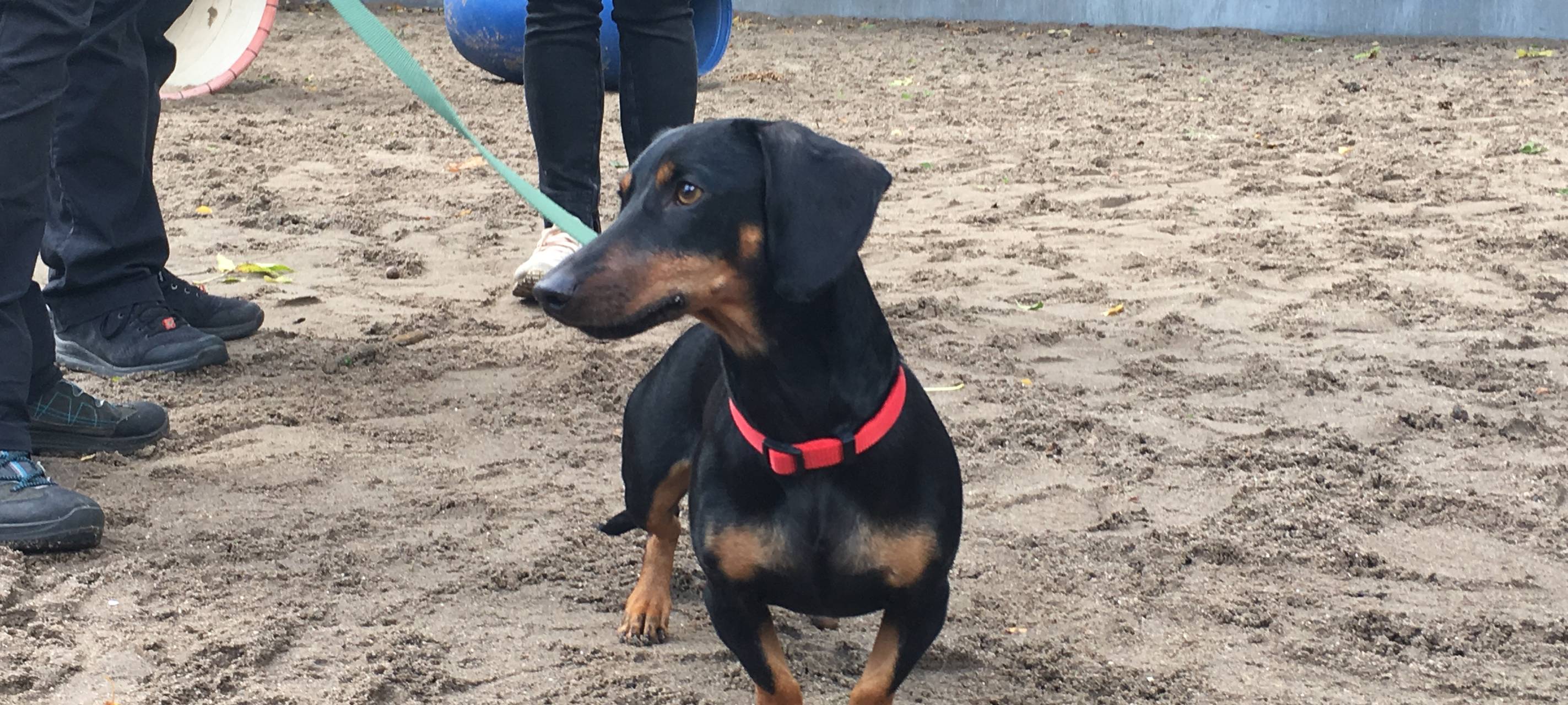 Dackel im Tierheim Essen