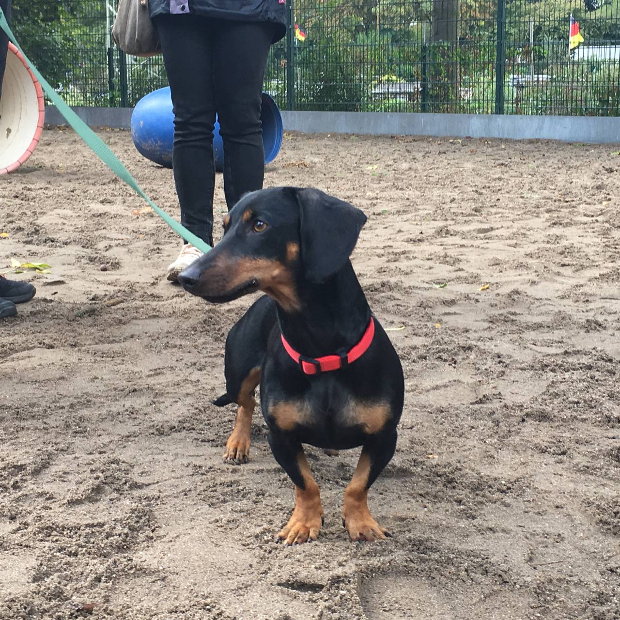 Dackel im Tierheim Essen