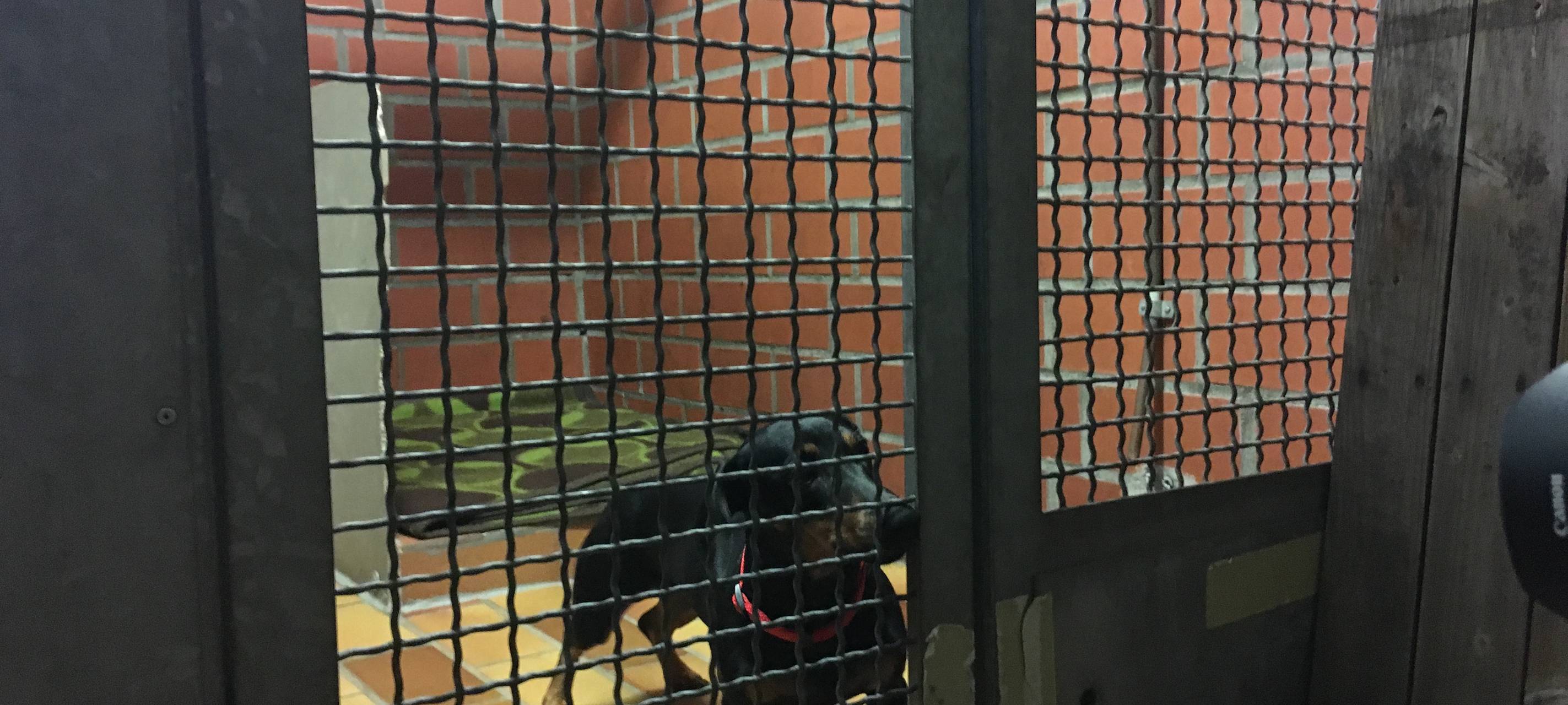 Dackel im Tierheim Essen