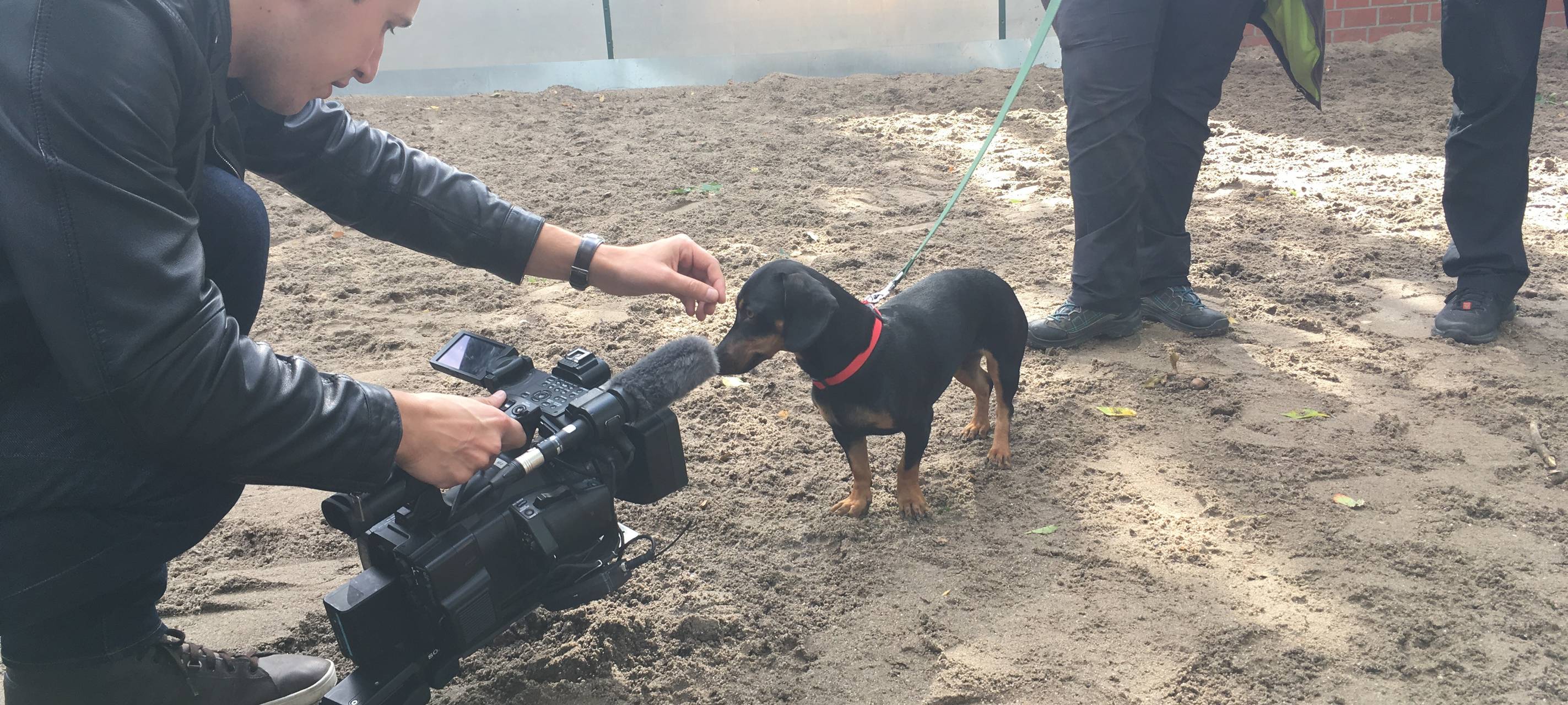 Dackel im Tierheim Essen